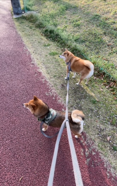 お散歩（柴犬・ちくわ・きなこ）✨