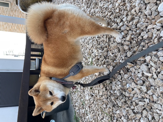 お散歩（柴犬・ちくわ・きなこ）✨