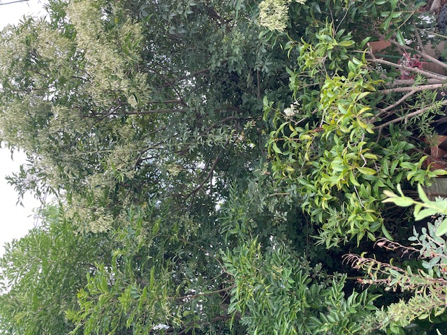 現場レポート✨（平屋建て・2階建て・半田市）