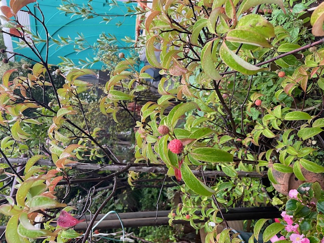 現場レポート✨(平屋建て・2階建て・半田市)