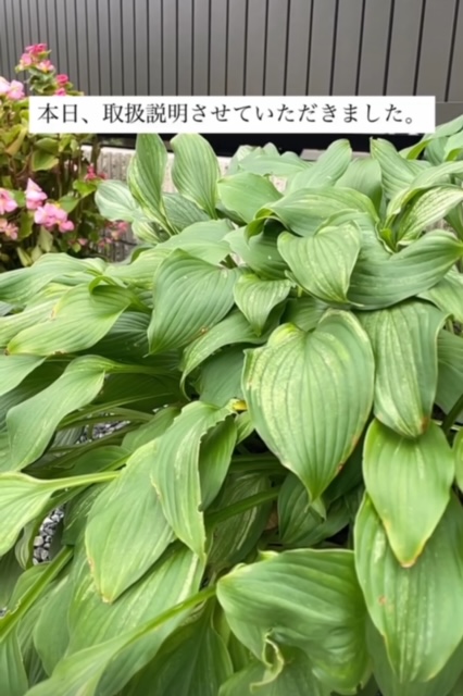 現場レポート✨(平屋建て・半田市)